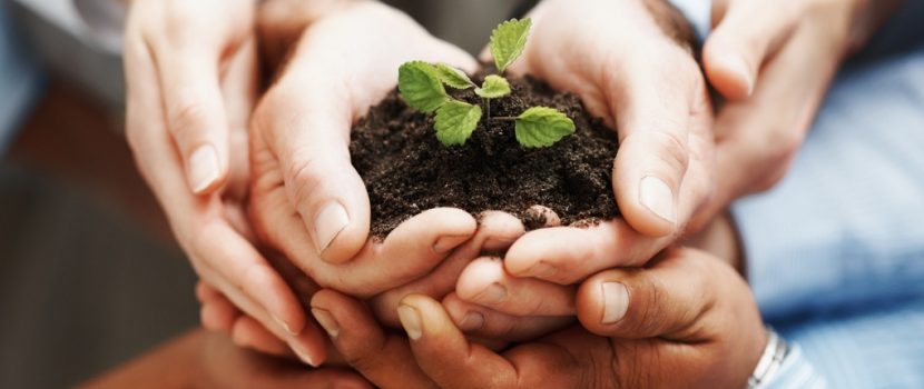 Business development - Closeup of hands holding seedling in a group